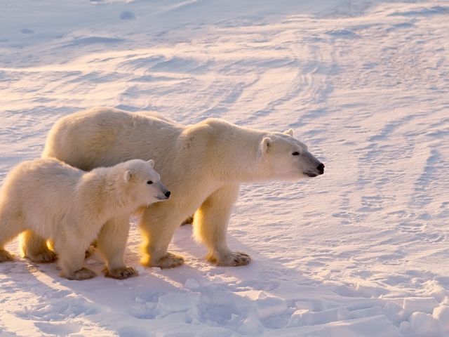 Where to Travel in January