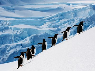 Antarctic Explorer: Cape Horn & Diego Ramirez