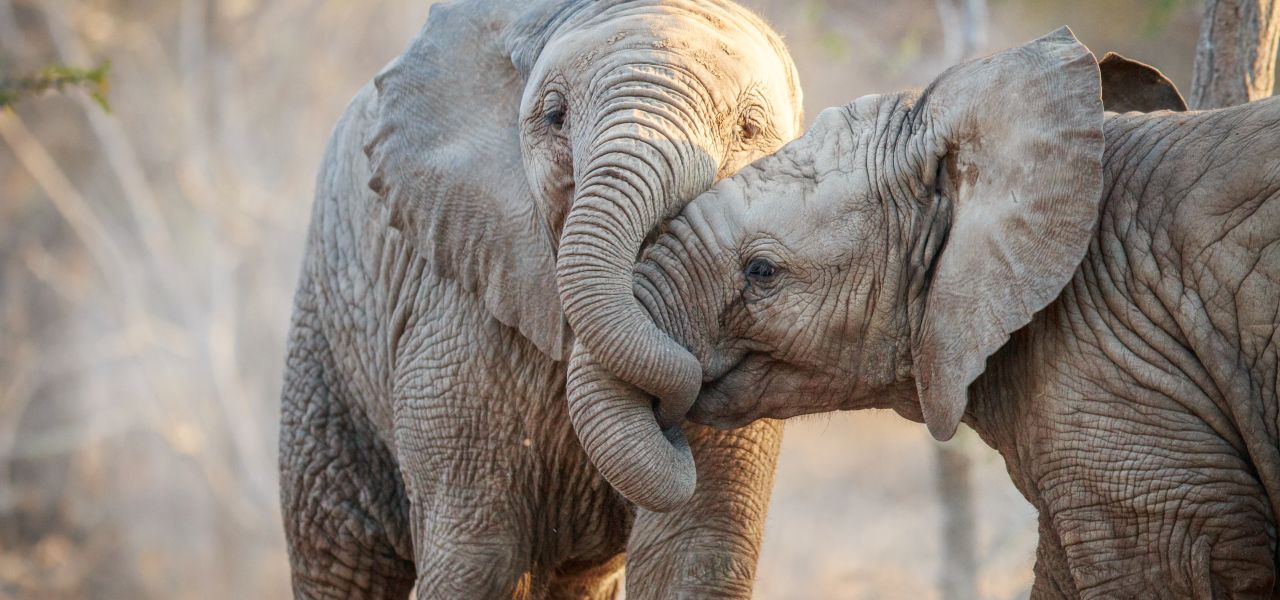 Southern Africa Safari: Kruger & Coast