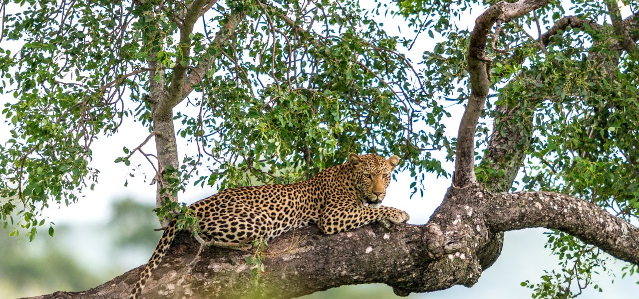 Botswana & Zimbabwe Lodge Safari