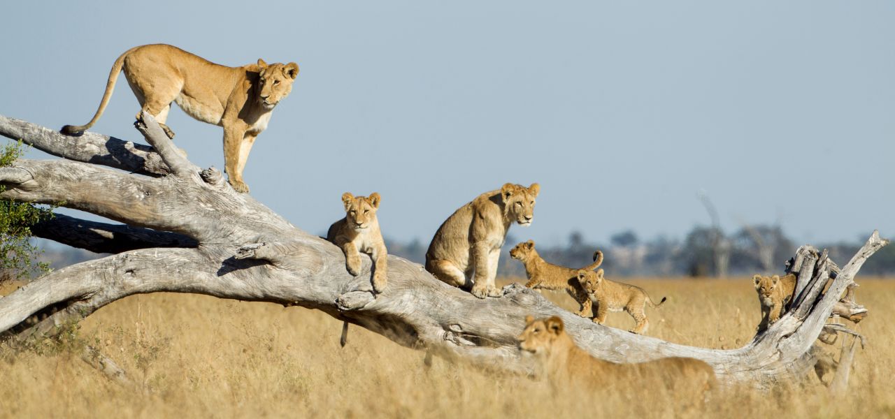 Botswana & Zimbabwe Lodge Safari