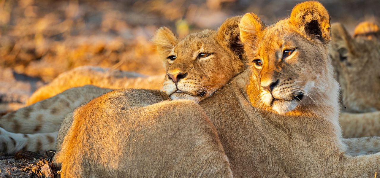 Botswana & Zimbabwe Lodge Safari