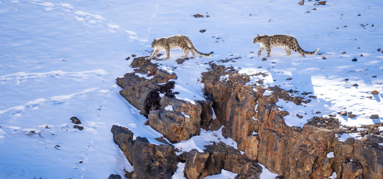 Search for Snow Leopards with Valerie Parkinson