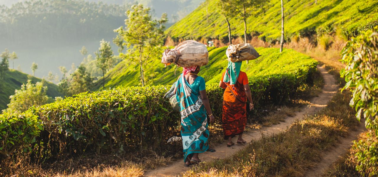 Spice Trails of Kerala
