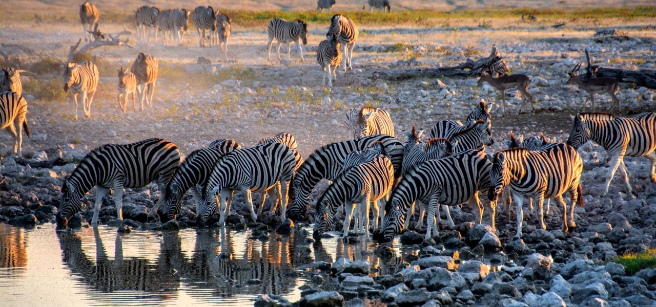 Namibian Family Adventurer