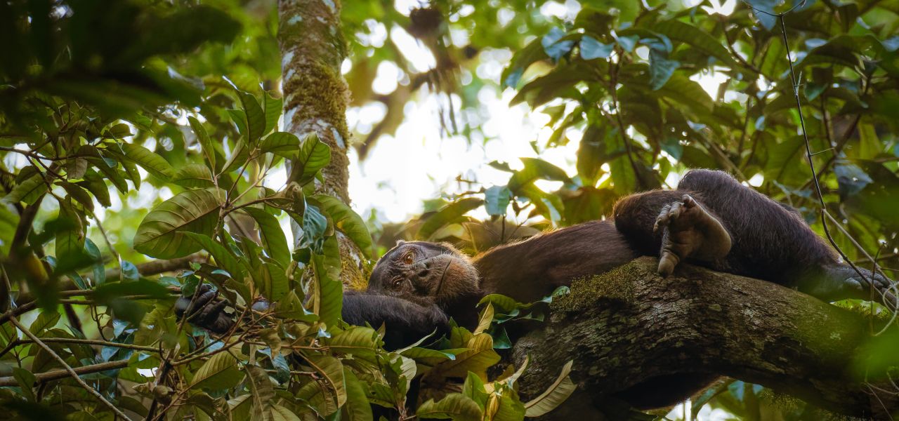 Chimps & Gorillas of Uganda
