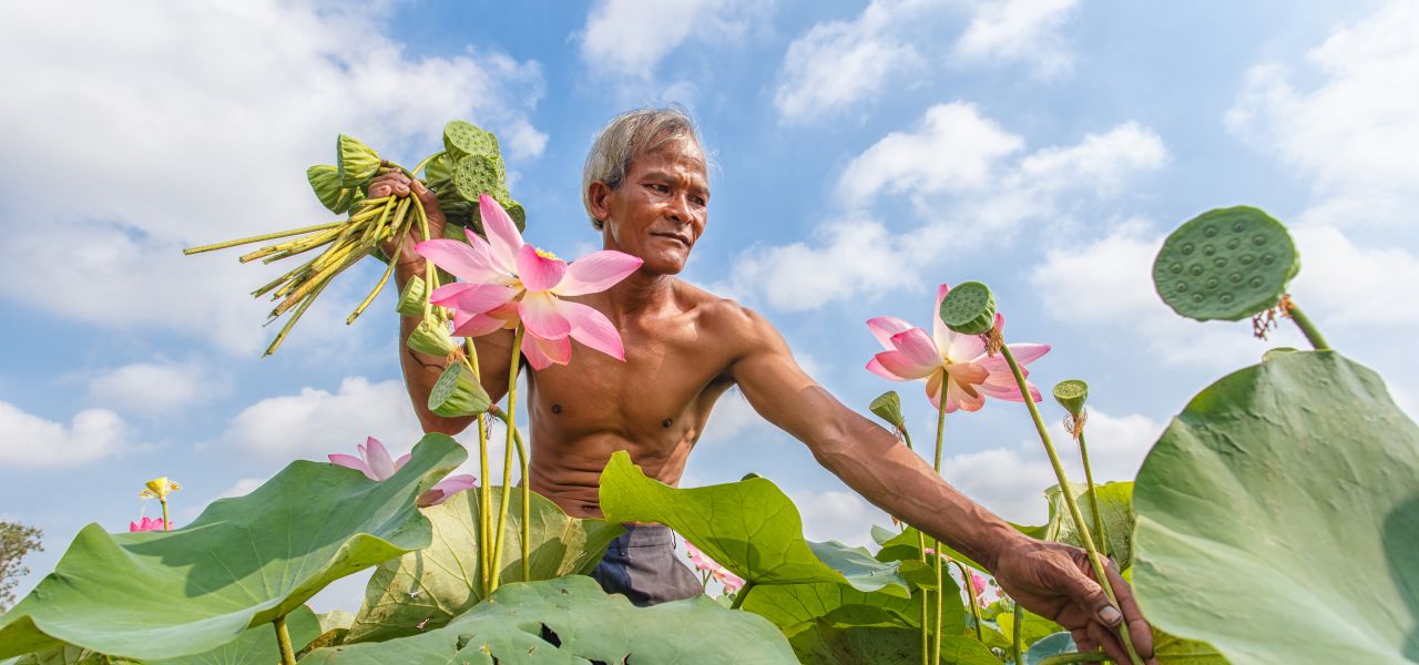 Thailand Lotus Season