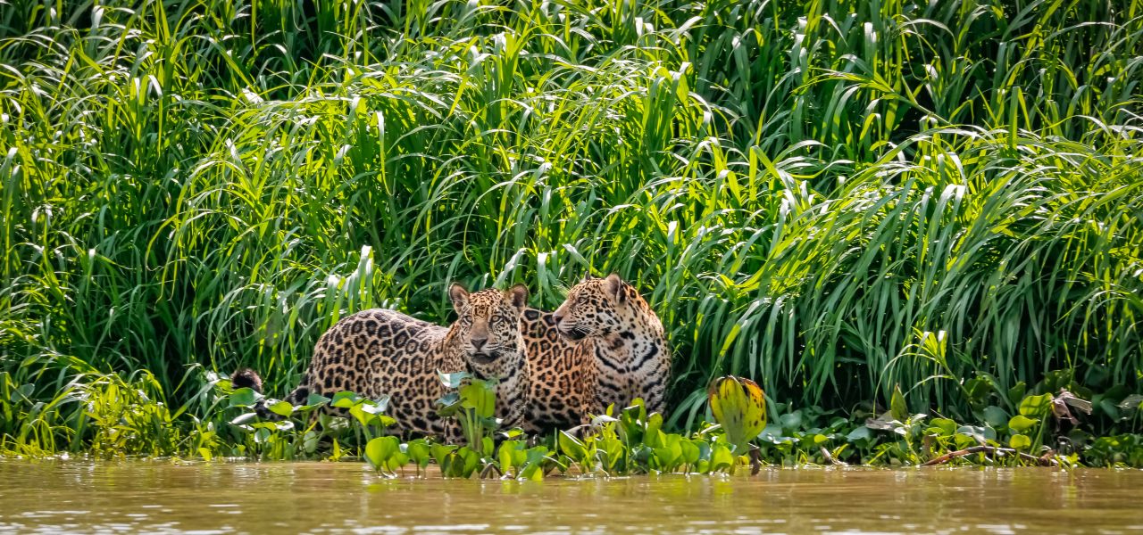 Land of the Jaguar