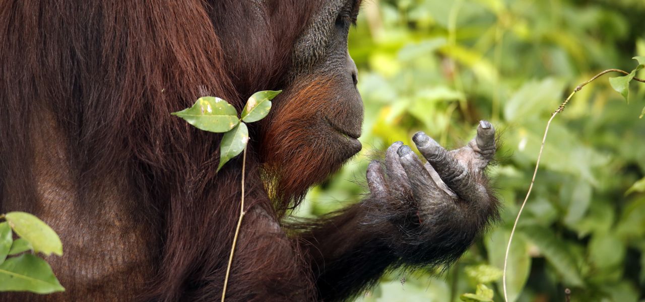 Borneo Family Wildlife Adventure