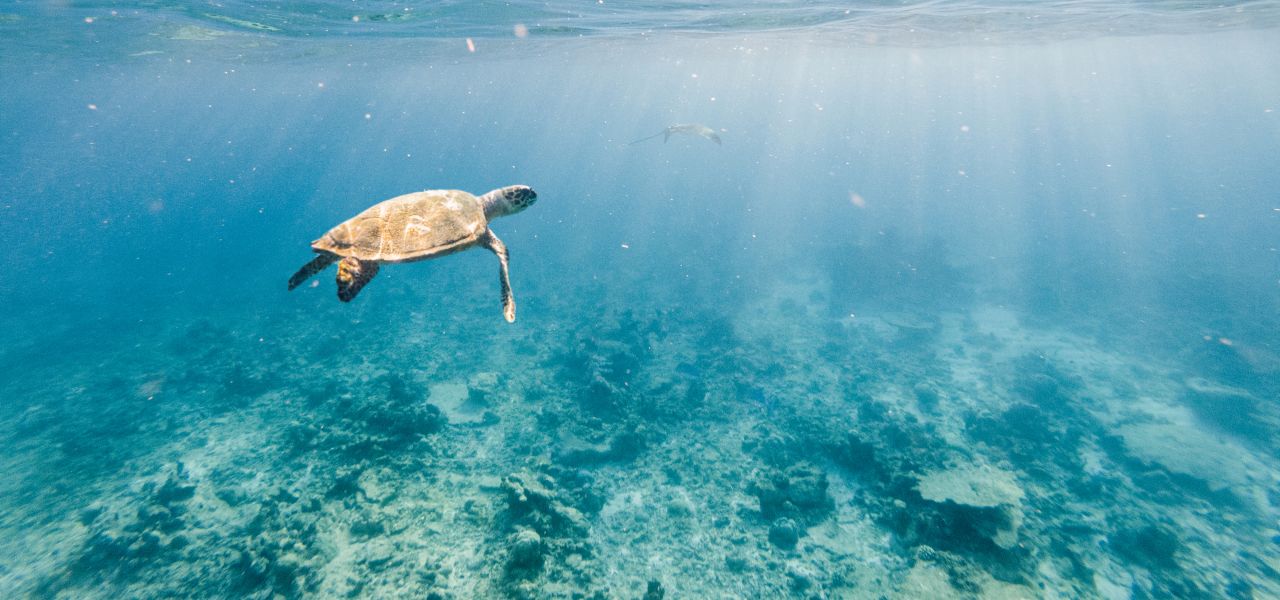 Marine Wildlife of the Maldives