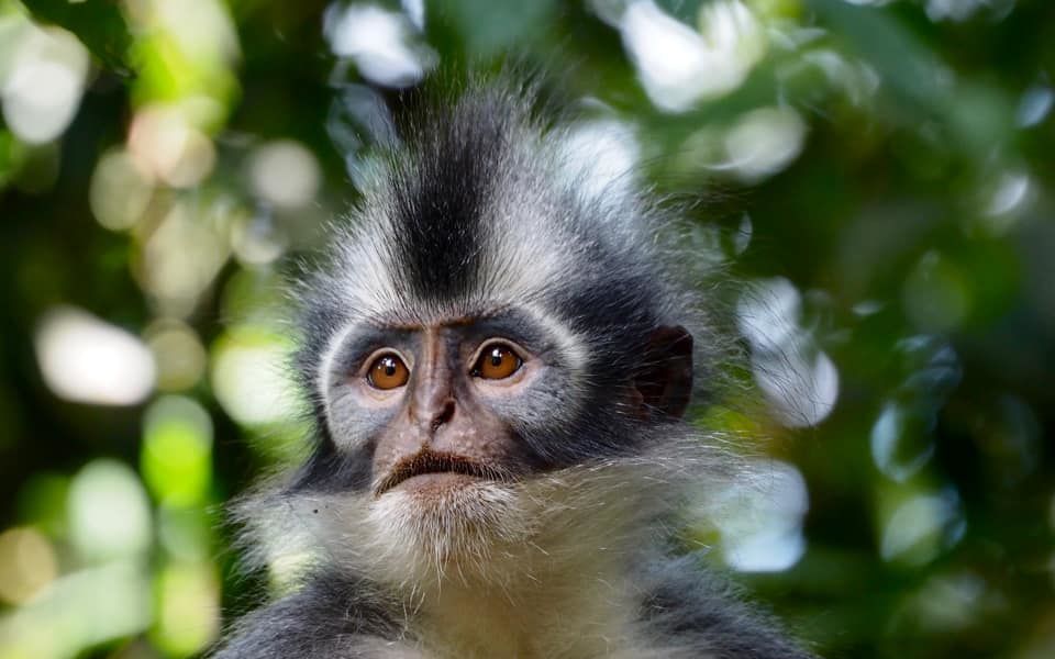 Primates & Dragons of Indonesia