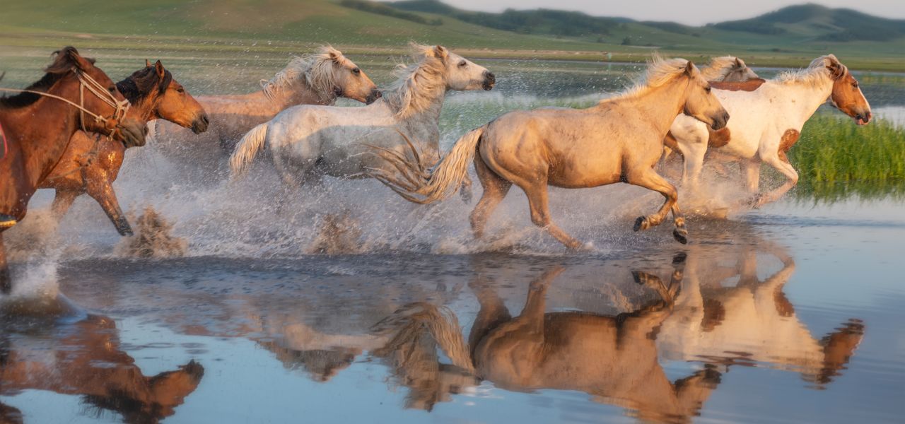 Cycling in Mongolia – Naadam Festival