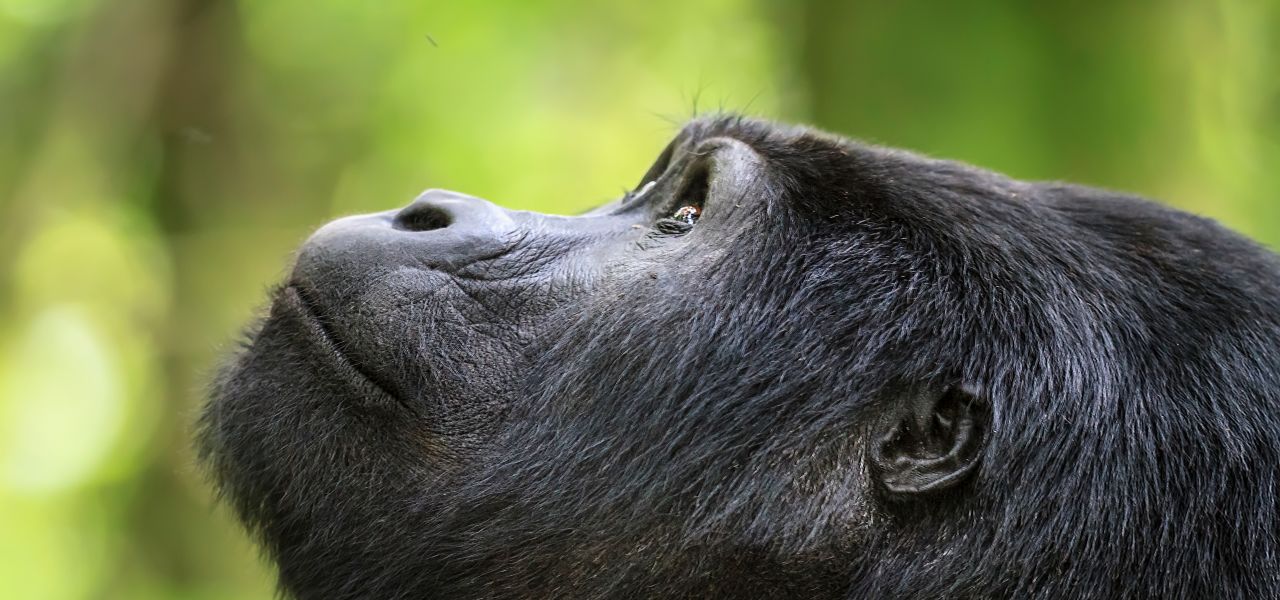 Gorillas & Masai Mara – Camping