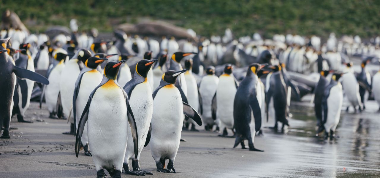 South Georgia and Antarctic Peninsula: Penguin Safari