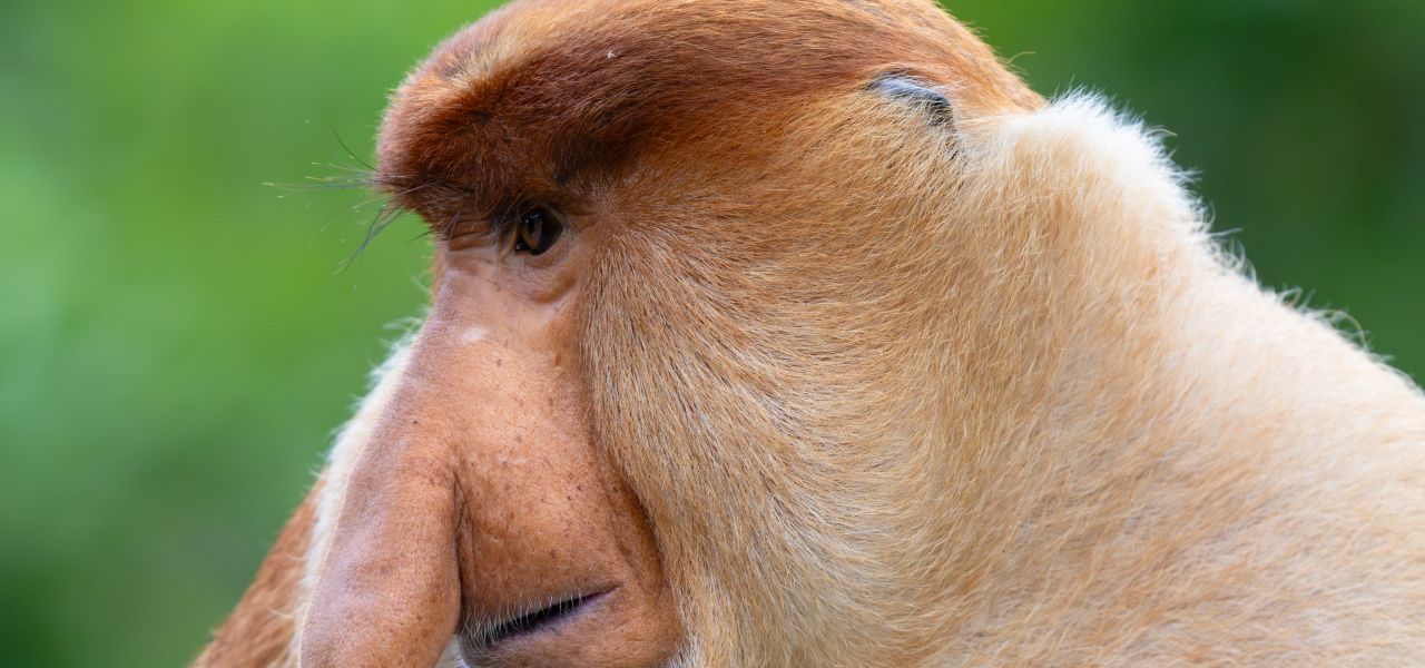 Borneo Family Wildlife Adventure