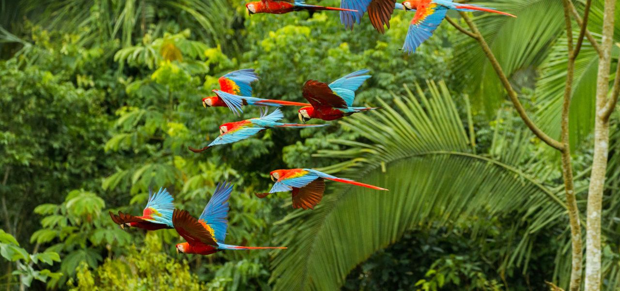 Amazon Rainforest Add-on (post-tour, from Lima)