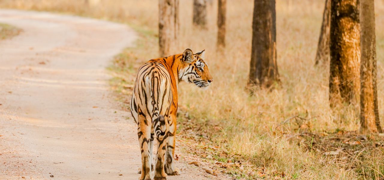 India Tiger Safari