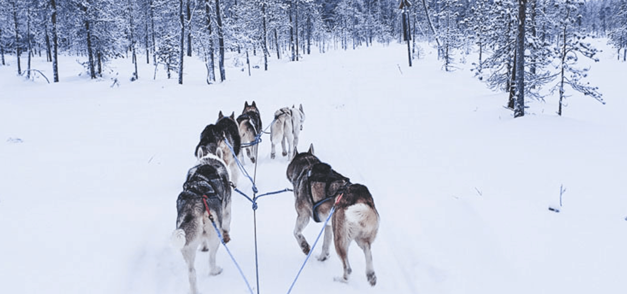 husky ride through the Finnish wilderness