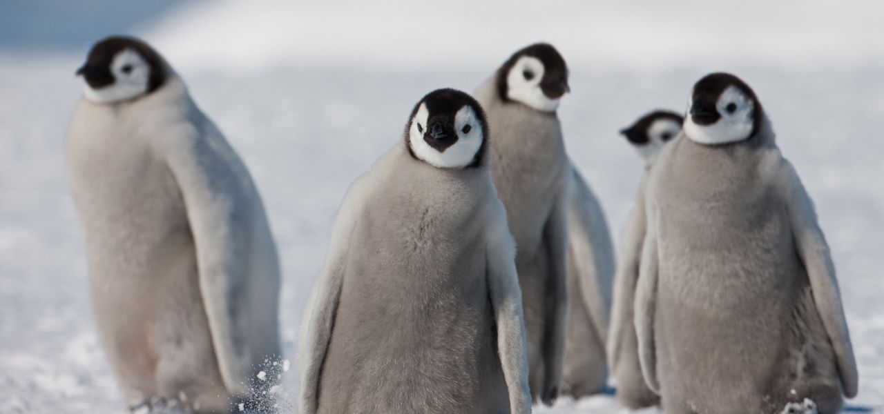 Emperor Penguin Quest: Expedition to Snow Hill