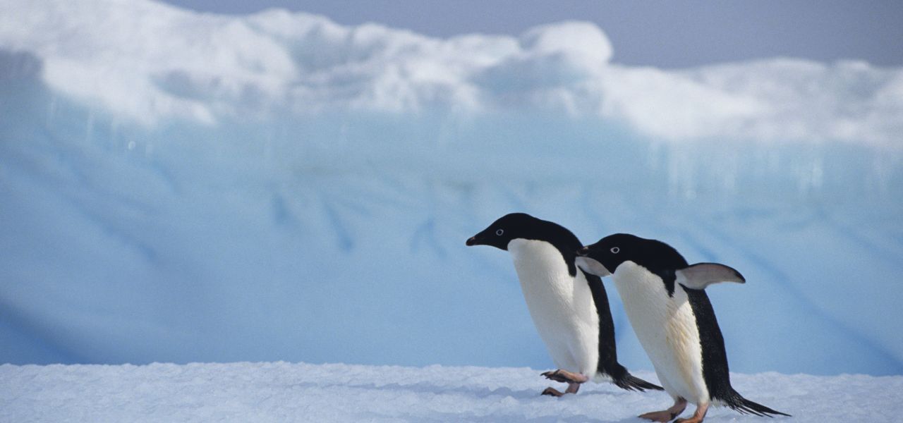 Antarctic Explorer: Discovering the 7th Continent (World Voyager)