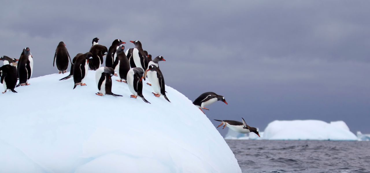 Penguins, Antarctica