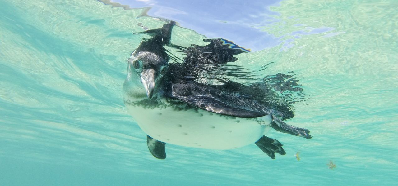 Galapagos Wildlife Cruise (Archipel I)