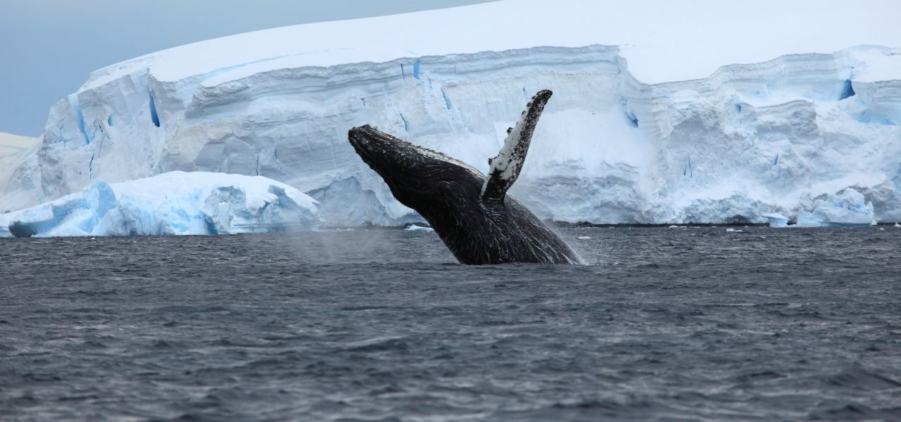 humpback whale breaching