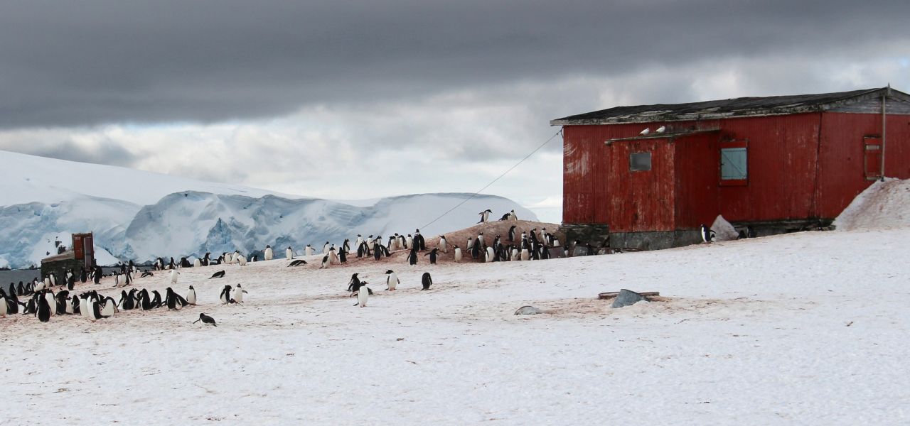 Gentoo penguin colony, Trinity Island