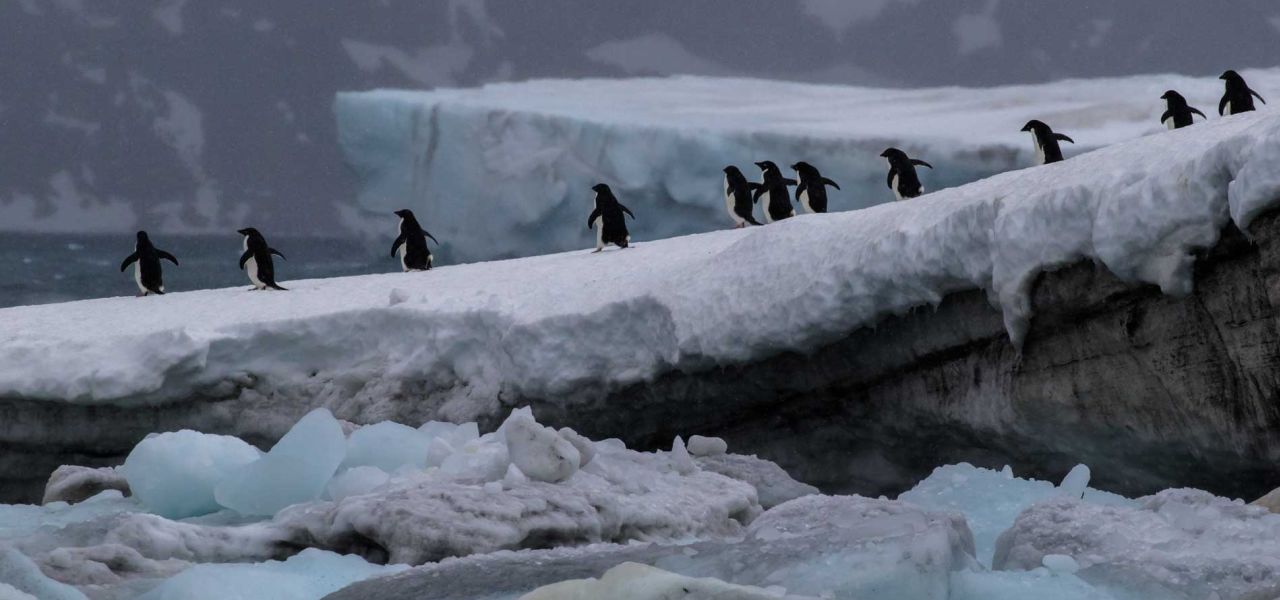 South Georgia and Antarctic Peninsula: Penguin Safari