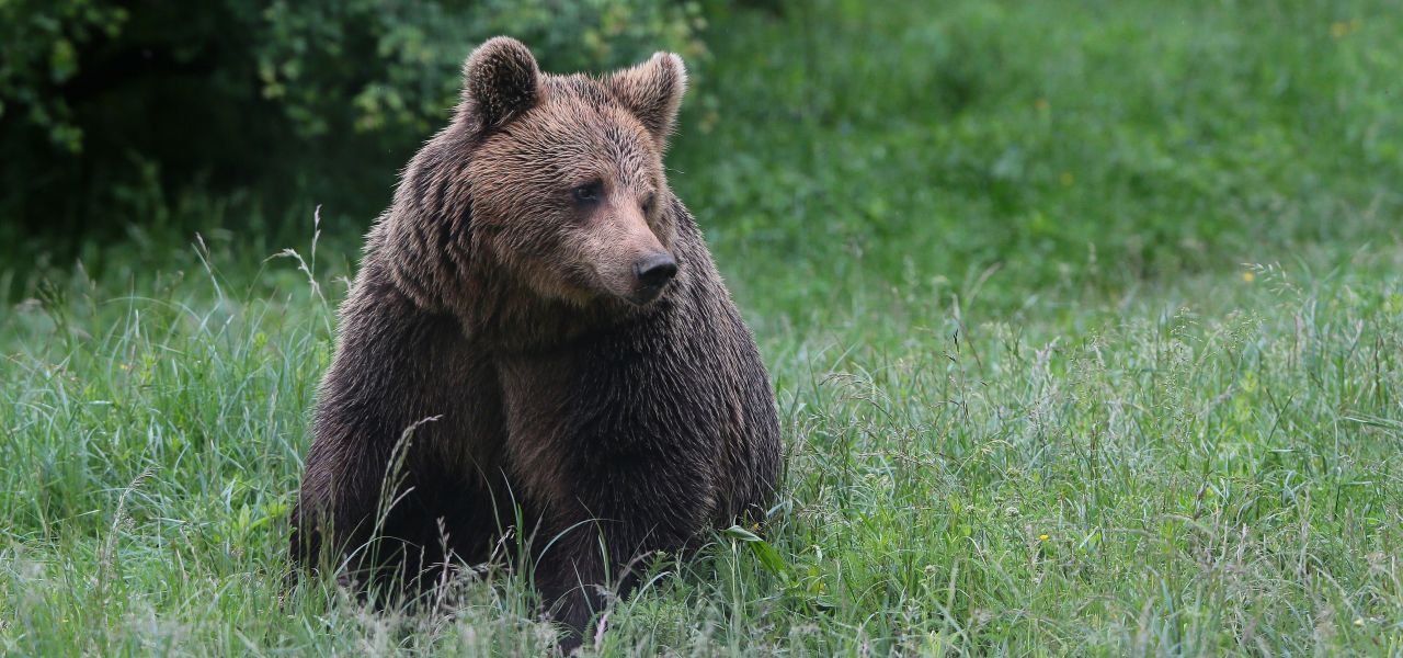 Bulgaria: Realm of the Brown Bear