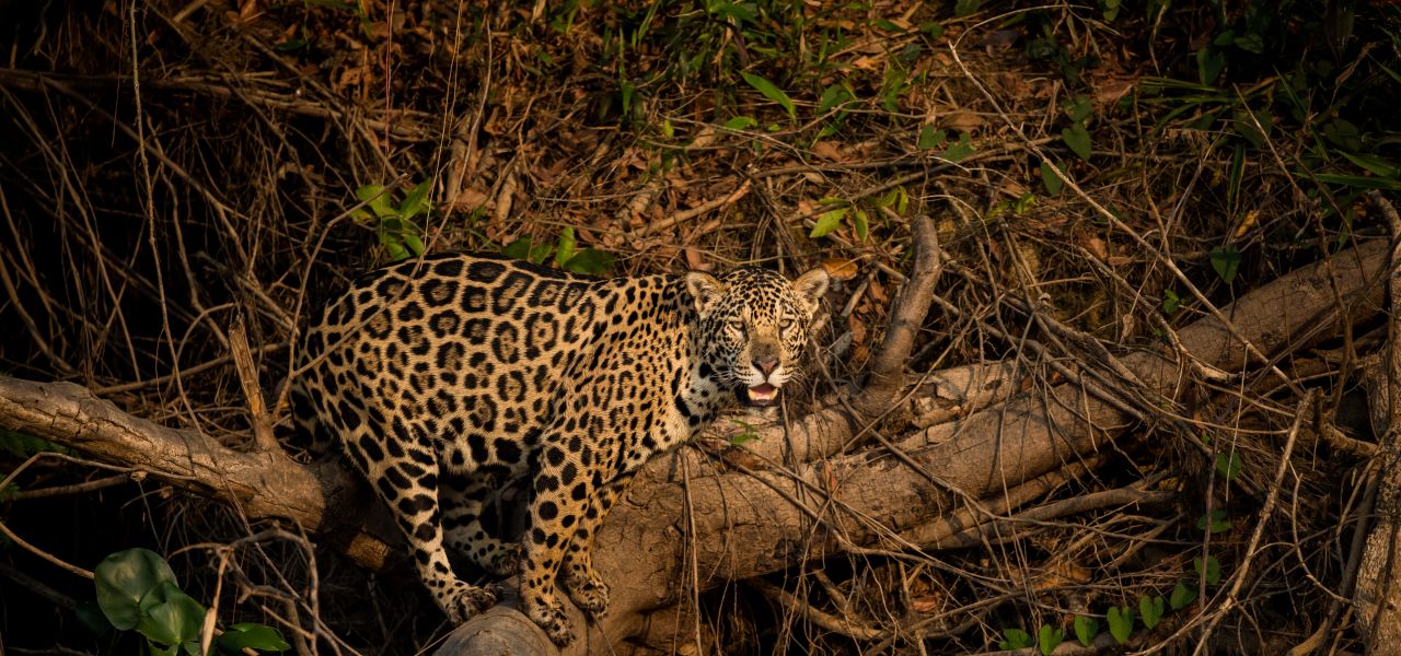 Land of the Jaguar Photographic Safari with Paul Goldstein