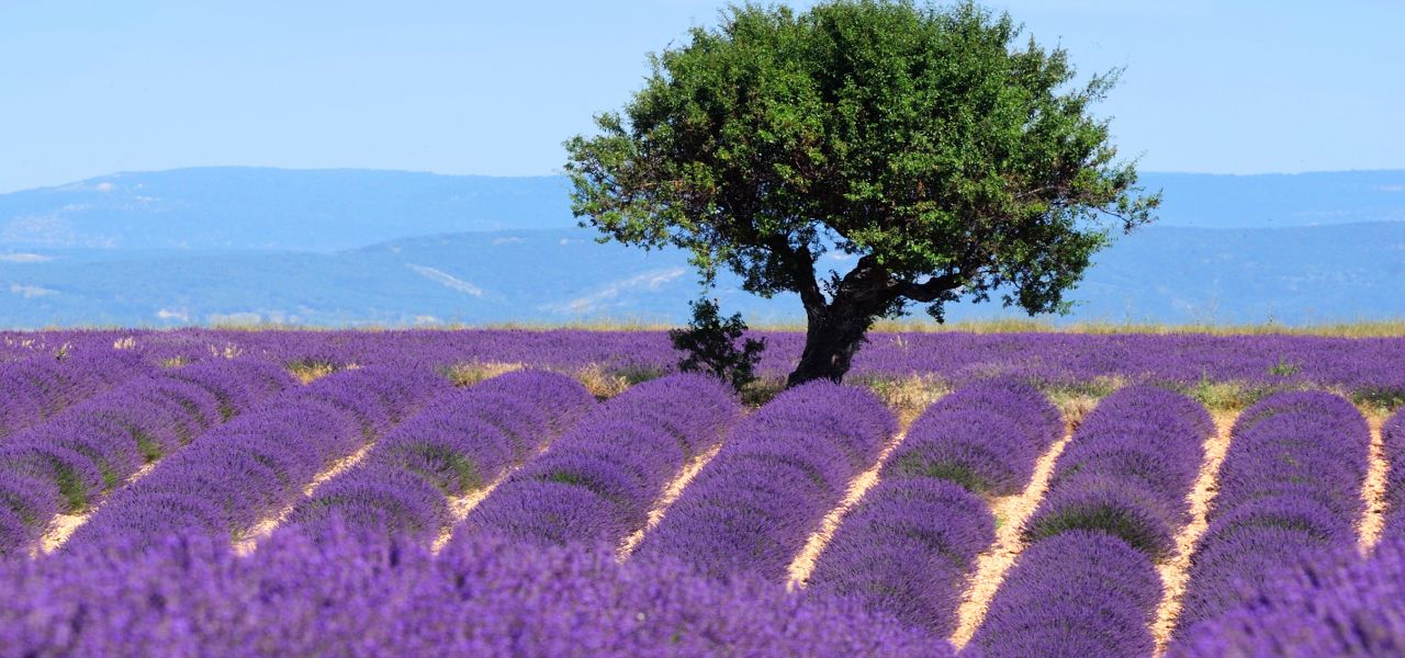 Cotes Du Ventoux Cycling