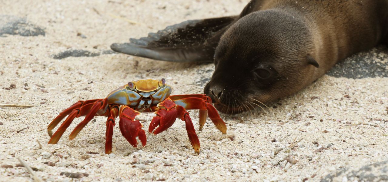 Galapagos Island Seal