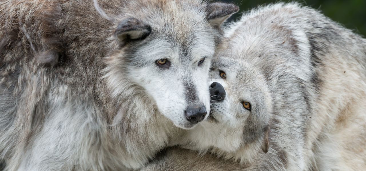 Yellowstone Walks & Wolves