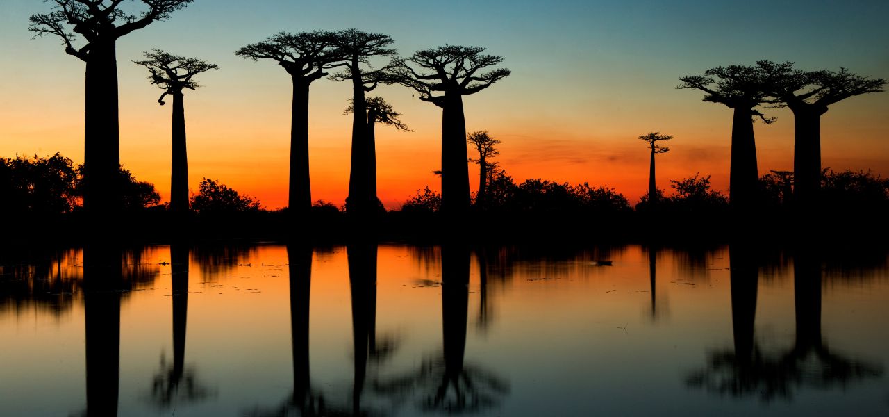 Madagascan Discoverer