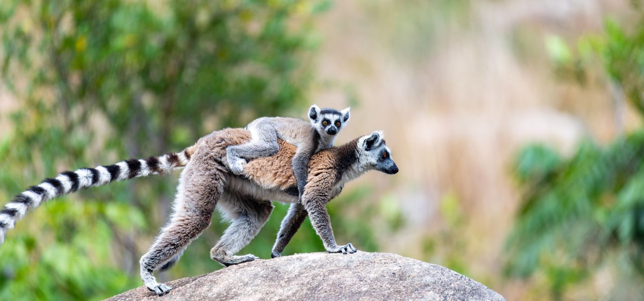 Madagascar Wildlife Adventure (2027)
