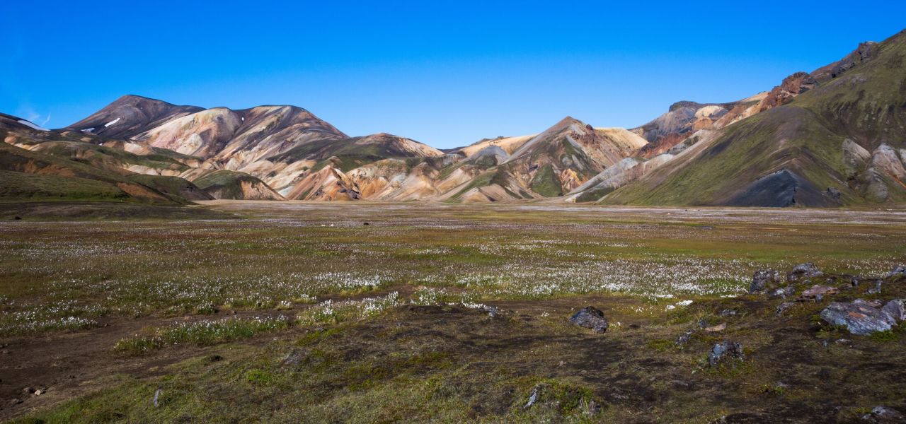 A view along the Laugavegur Trail near Landmannalaugar in Iceland. Sheep graze surrounded by arctic cotton grass.