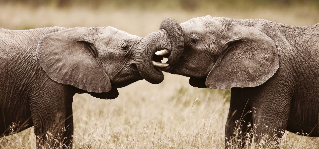 Signature South Africa | Across the Wild Plains