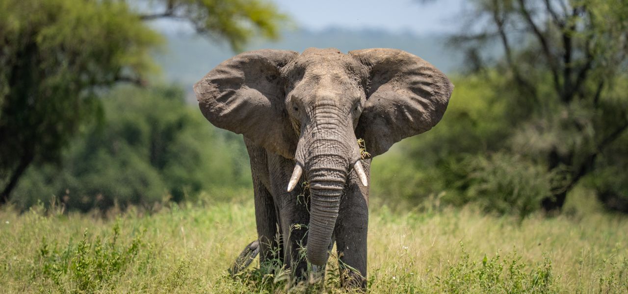 Safari Add-on Tour after Rongai Route