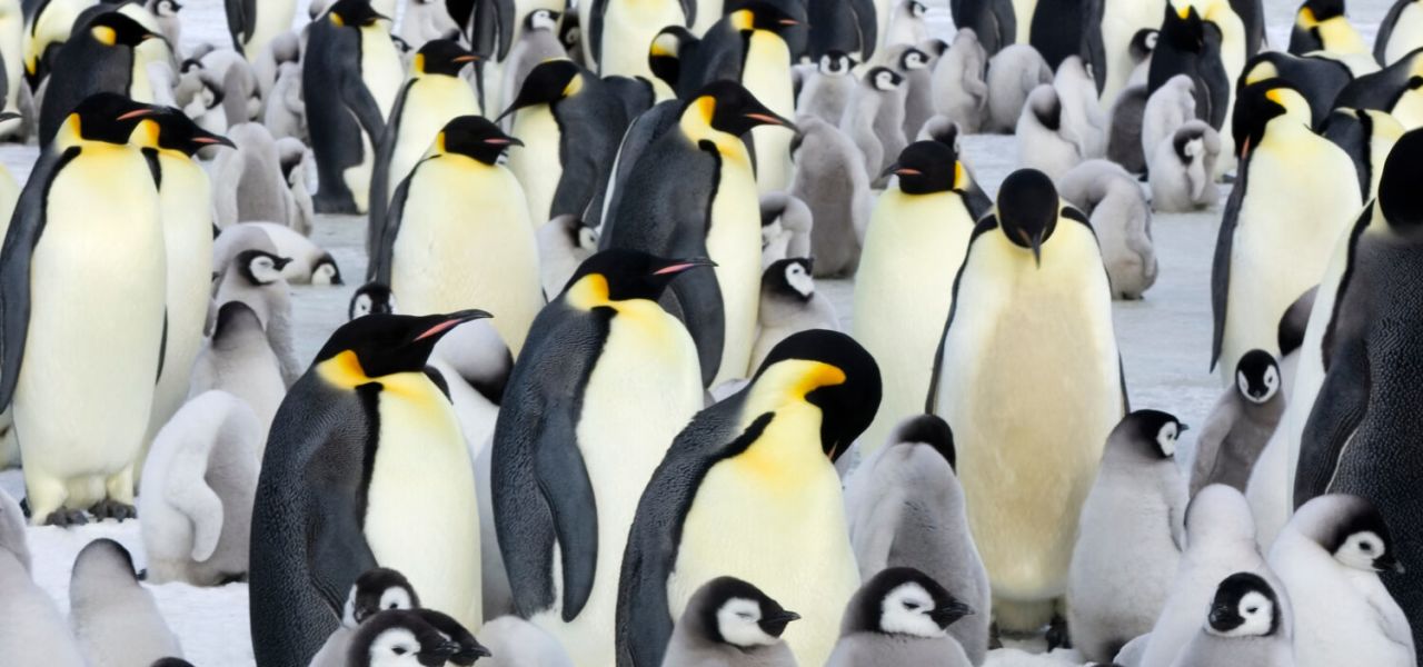 Emperor Penguin Quest: Expedition to Snow Hill
