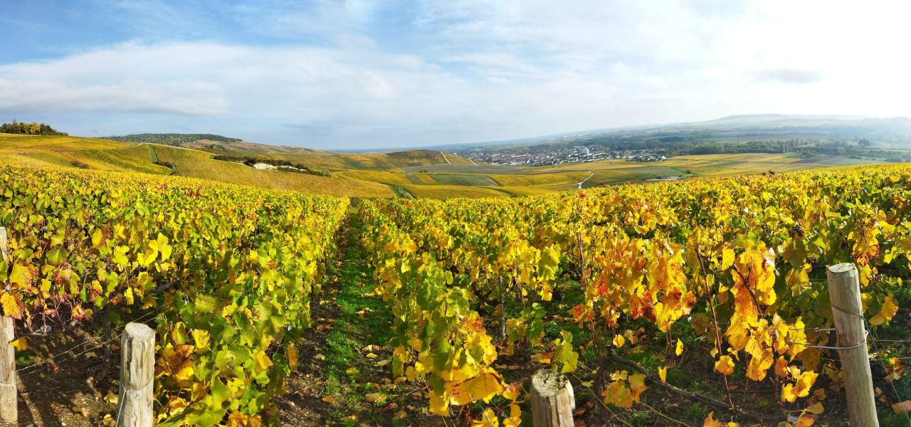 Walking The Vineyards of Champagne – Deluxe