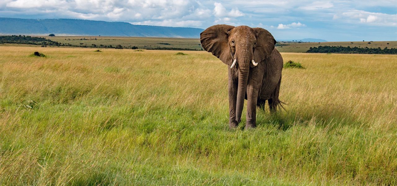 RCGS: Classic Kenya 4WD Safari with Patricia Sims