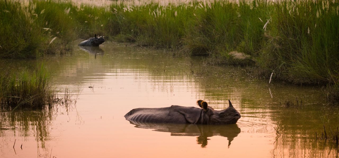 Chitwan Safari Extension