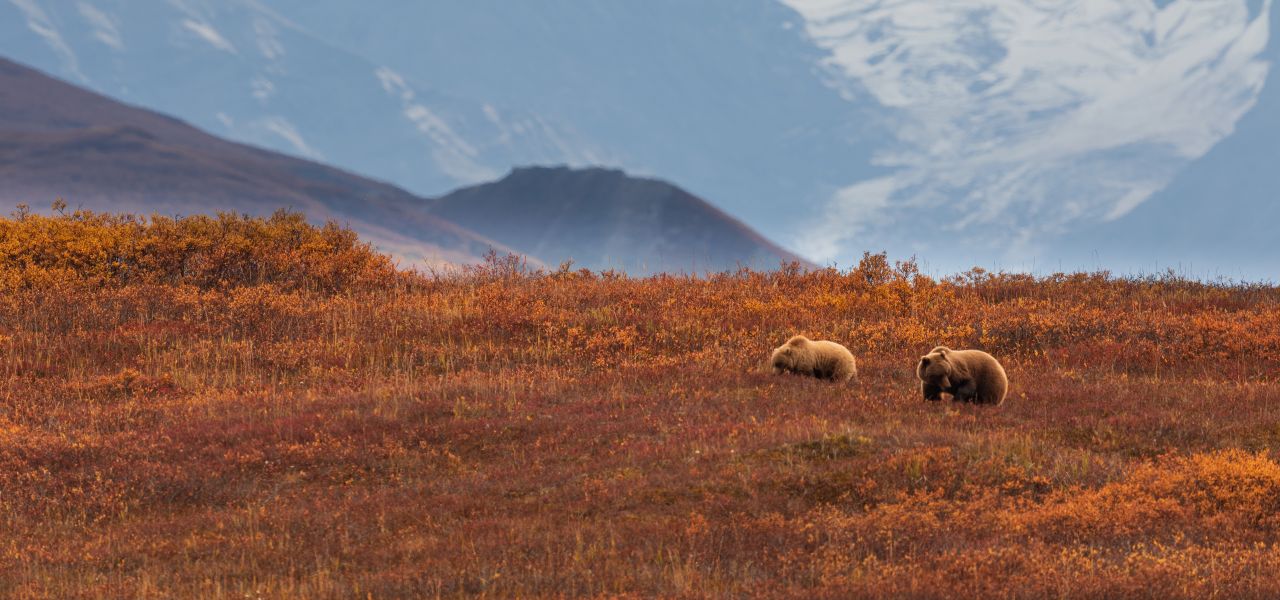 Alaska Wildlife & Wilderness