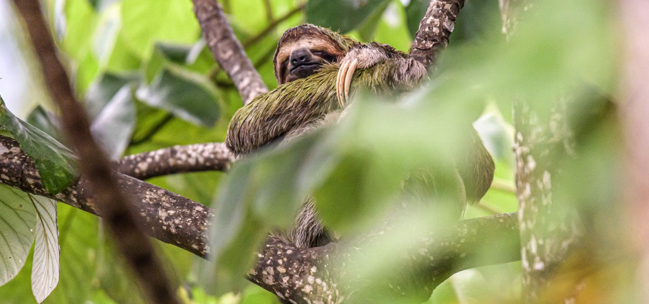 Discover Costa Rica – with Dominical