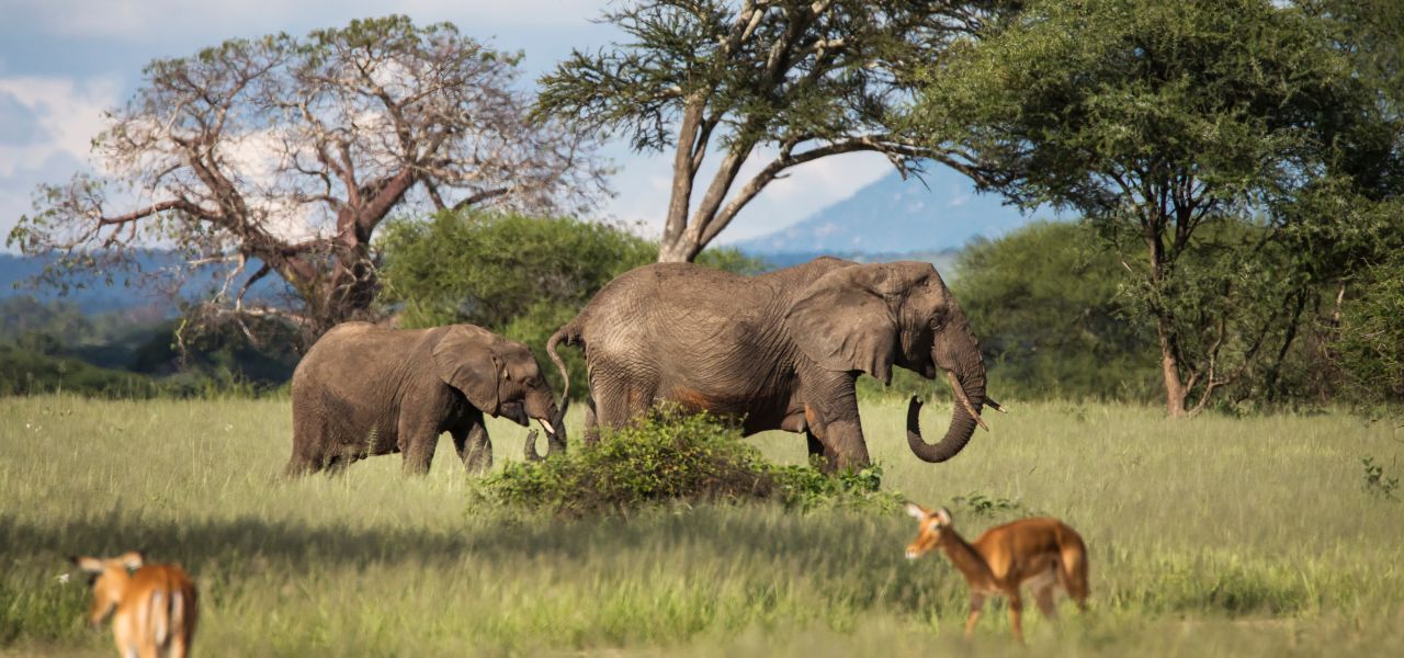 Tanzania Safari Adventure