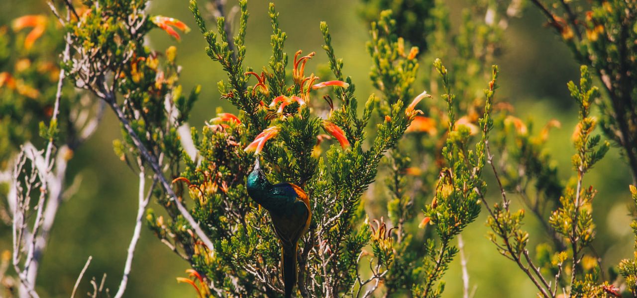 Discover South Africa’s Garden Route