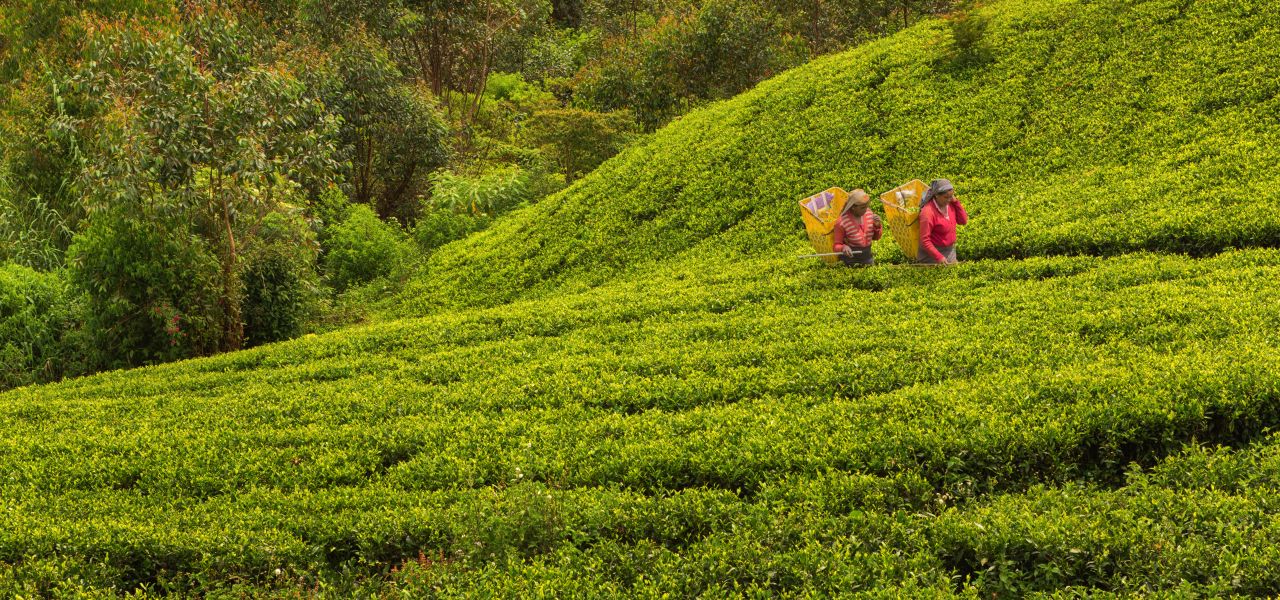 Hike Sri Lanka’s Pekoe Trail