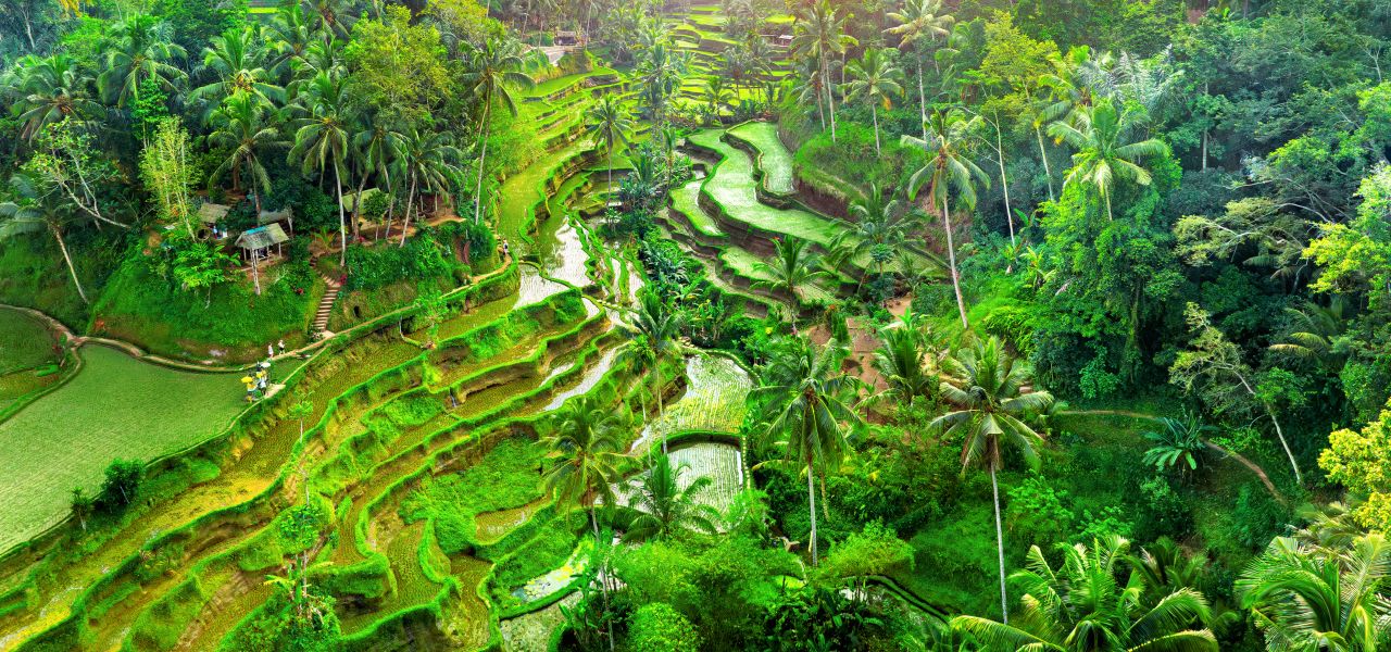 Primates & Dragons of Indonesia (2026)