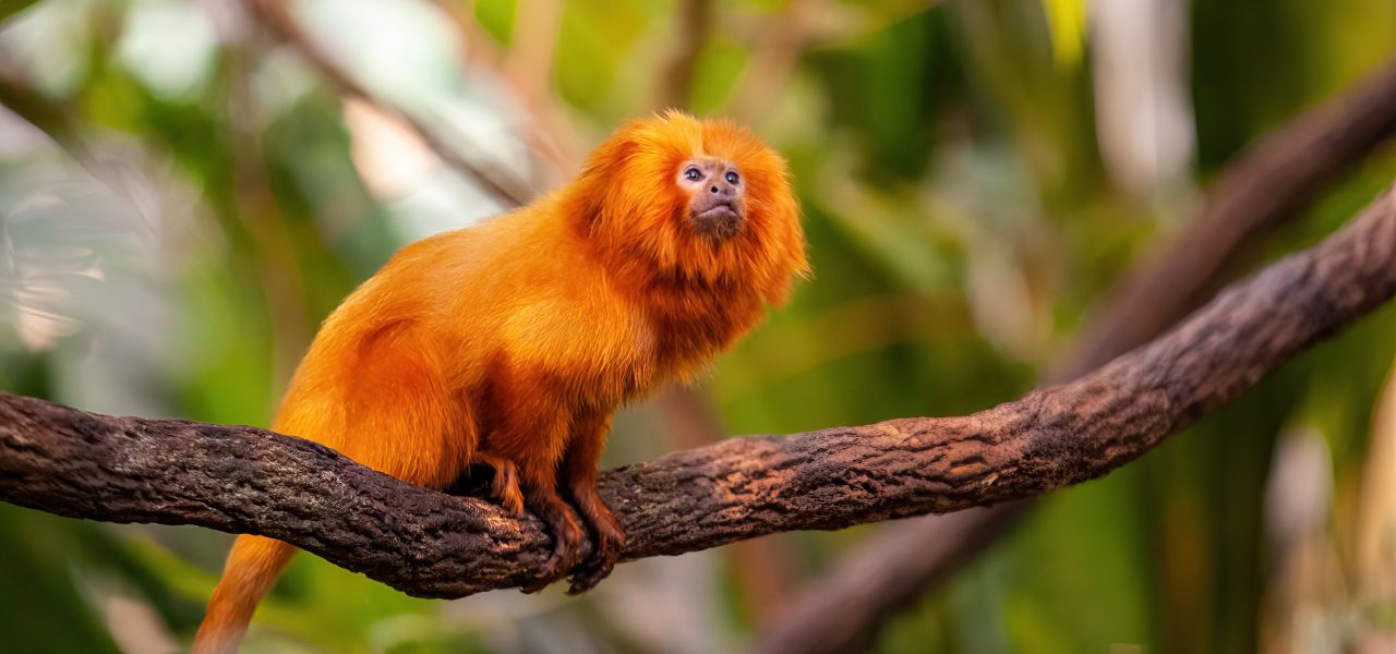 Brazil Wildlife Adventure